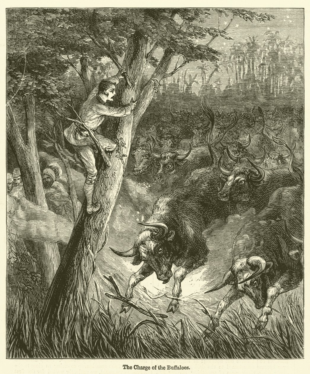 The Charge of the Buffaloes (kobberstik) af English School