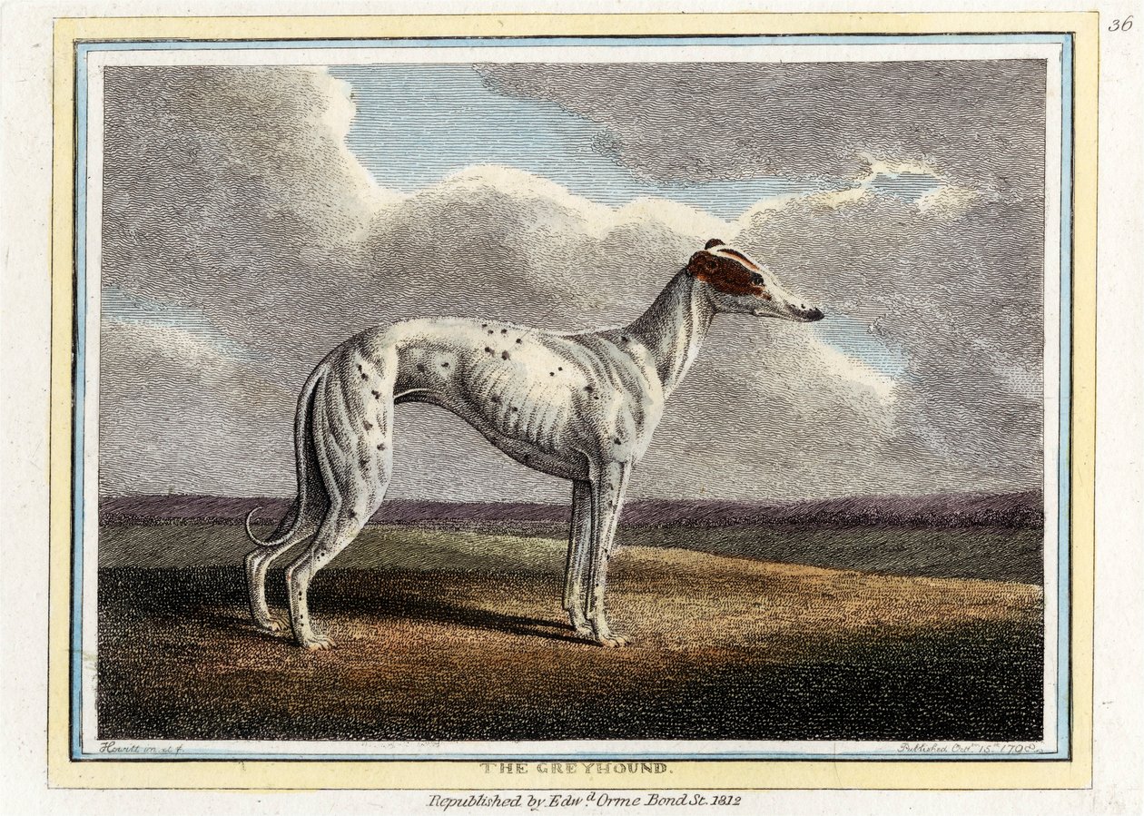 Greyhound, pub. 1812. af English School