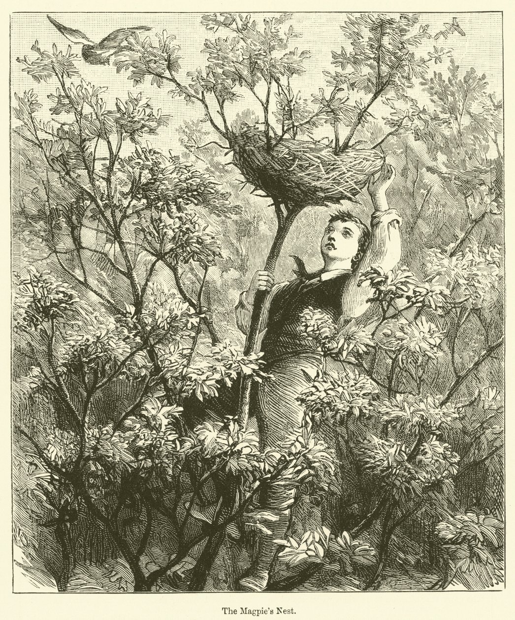 The Magpie