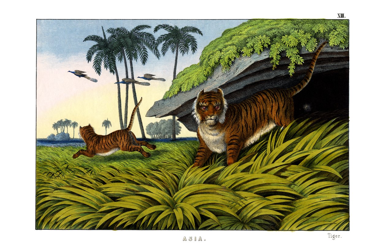 Tiger af English School