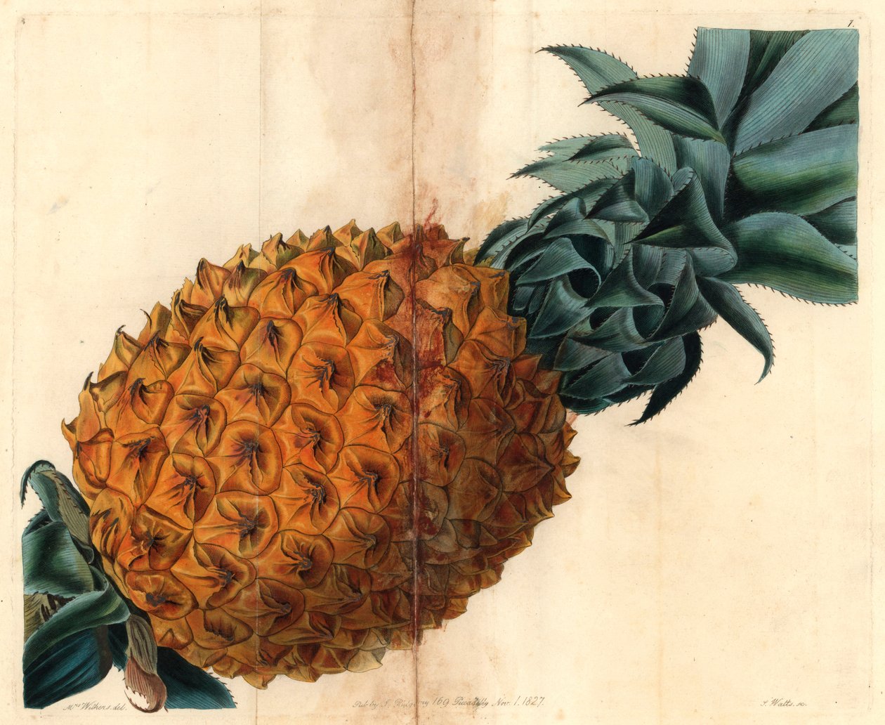 Bølgebladet ananas fra John Lindleys "Pomological Magazine" af English School