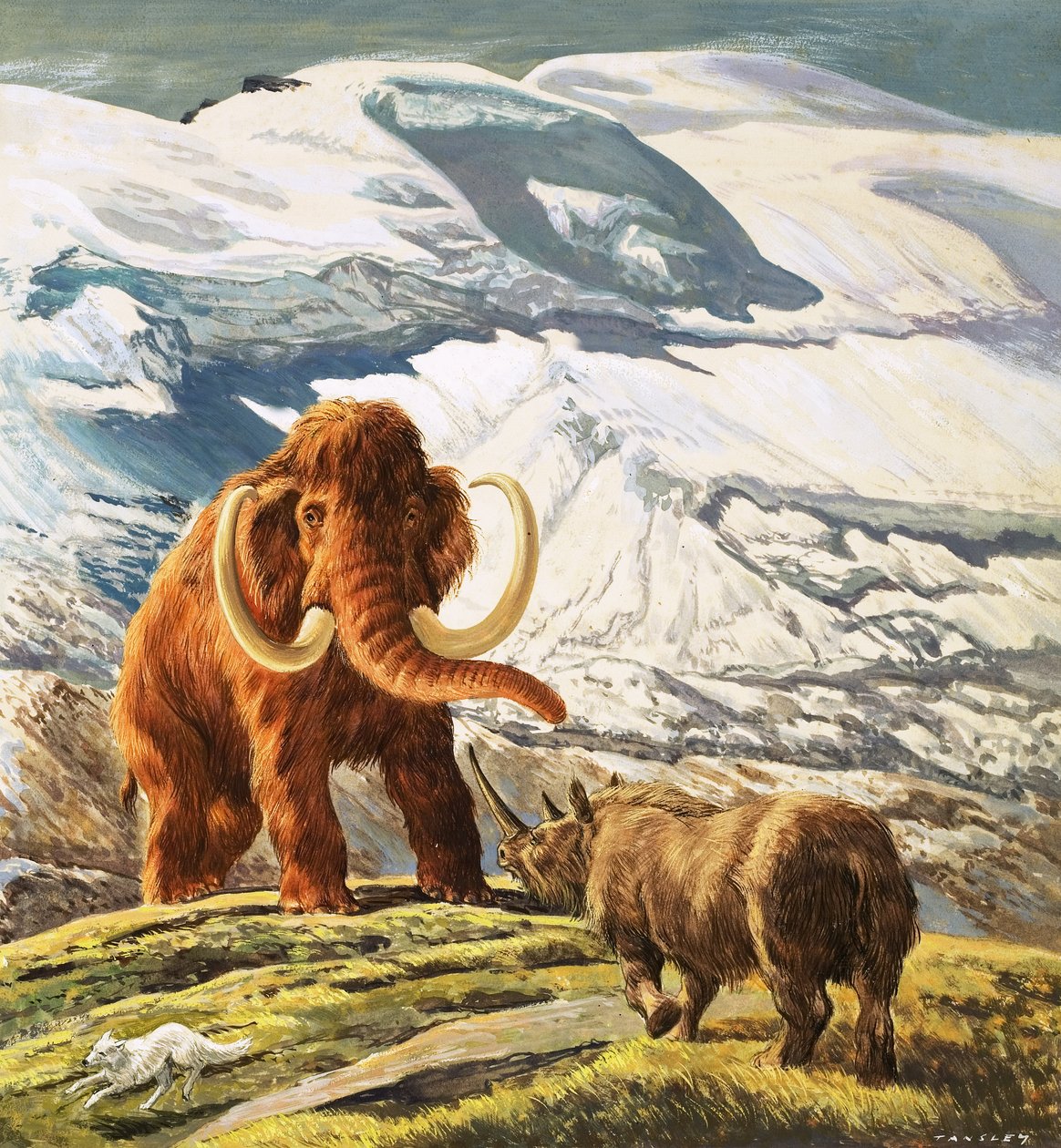 Mammut møder næsehorn (gouache på papir) af Eric Tansley