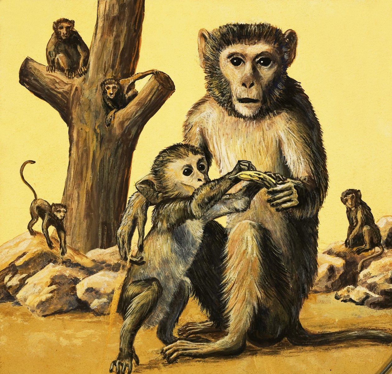 Rhesus-abe af Eric Tansley