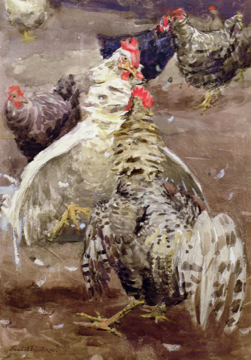 Haner, 1910 (wc på papir) af Ernest Procter