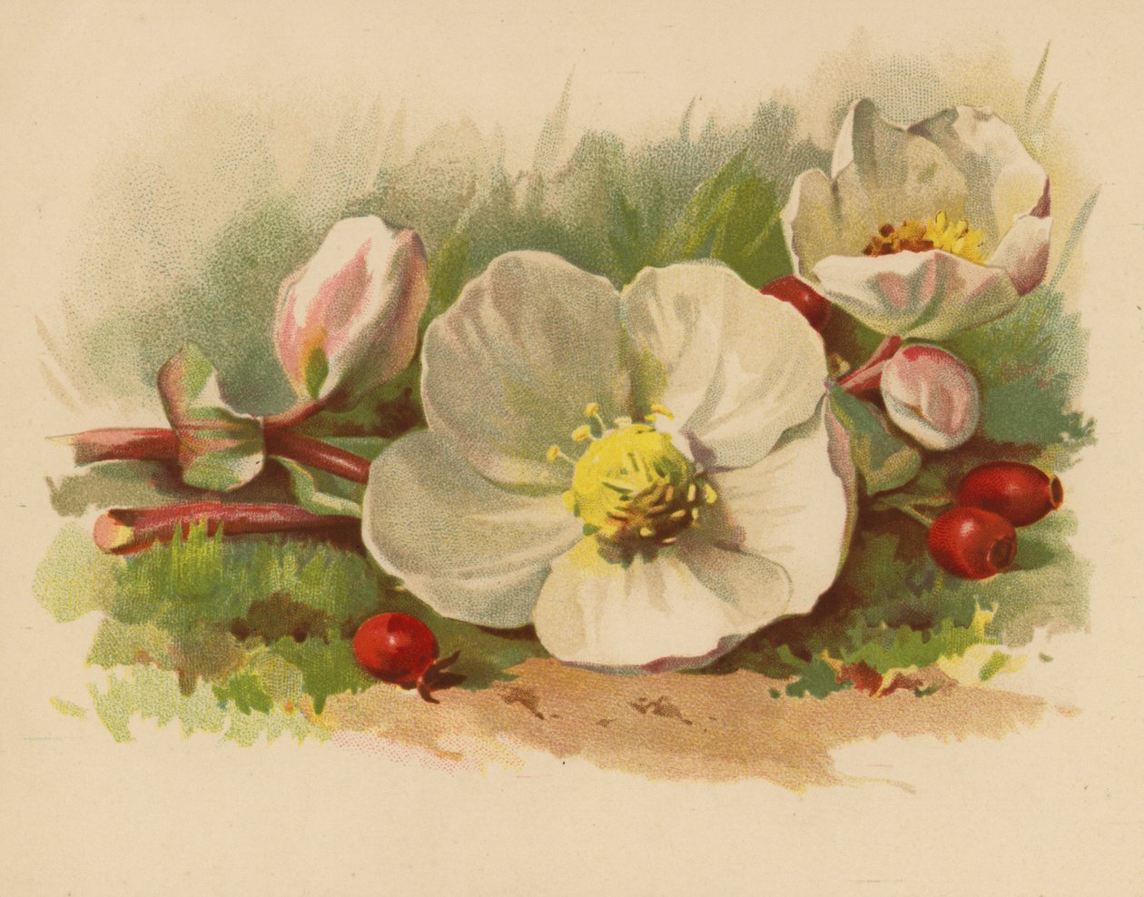 Julerose og bær (chromolitho) af Ethel C. Nisbet