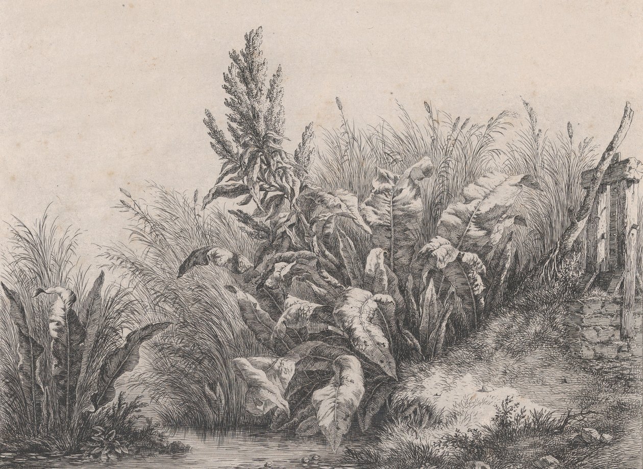 Great Water Dock Plant, 1840. af Eugene Bléry