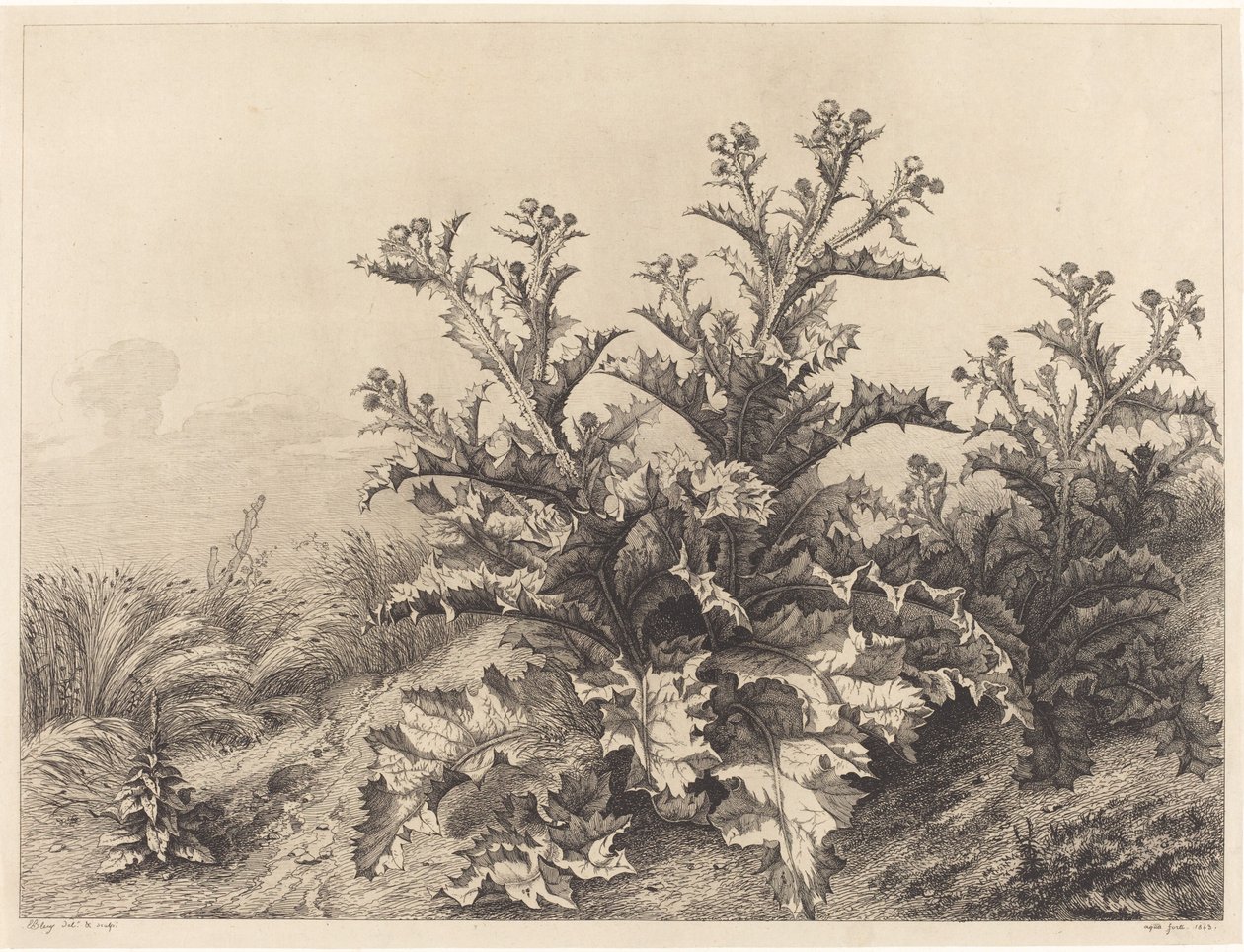 Stor tistel, 1843. af Eugene Bléry