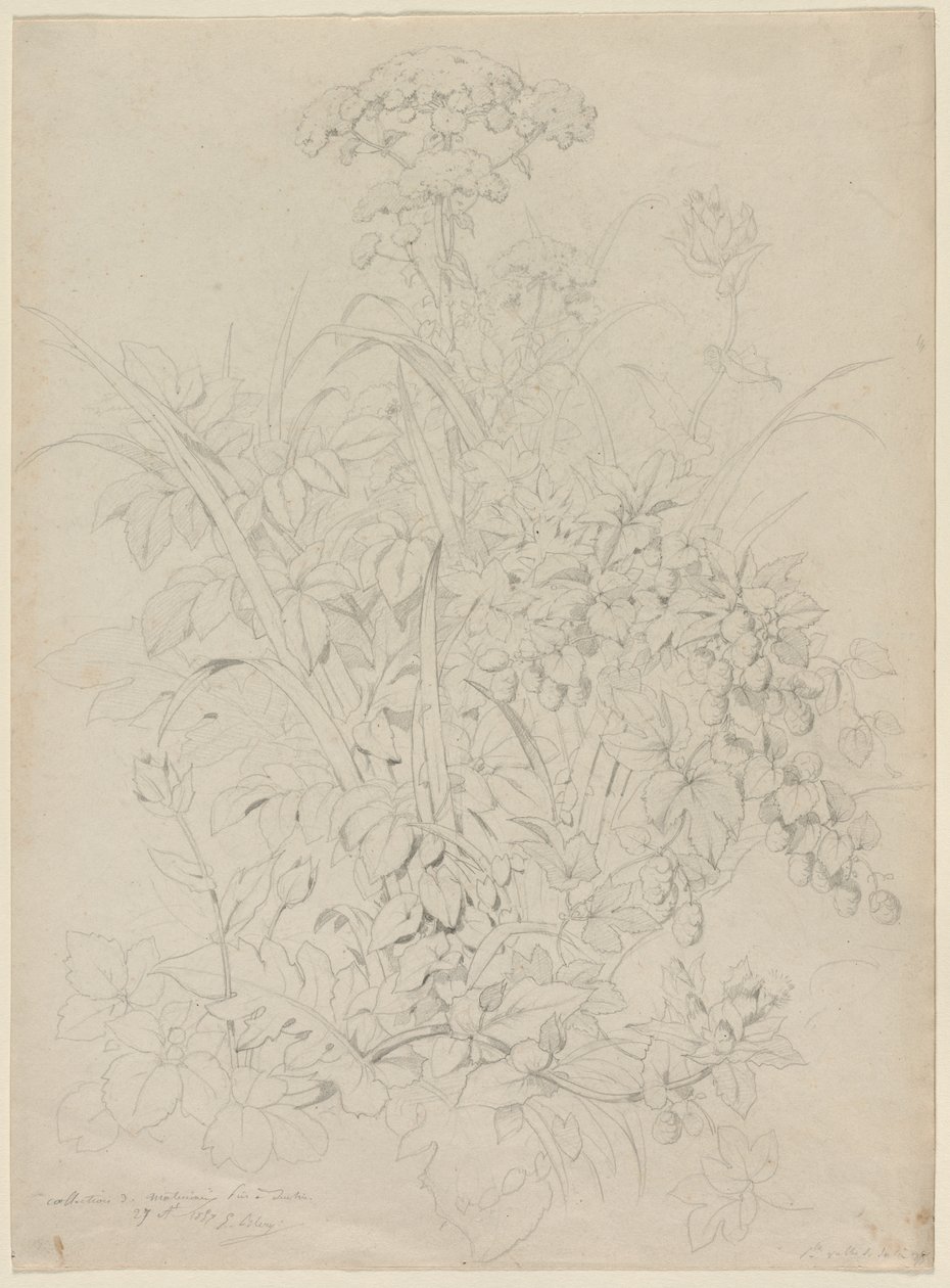 Plantestudie, 1857. af Eugene Bléry
