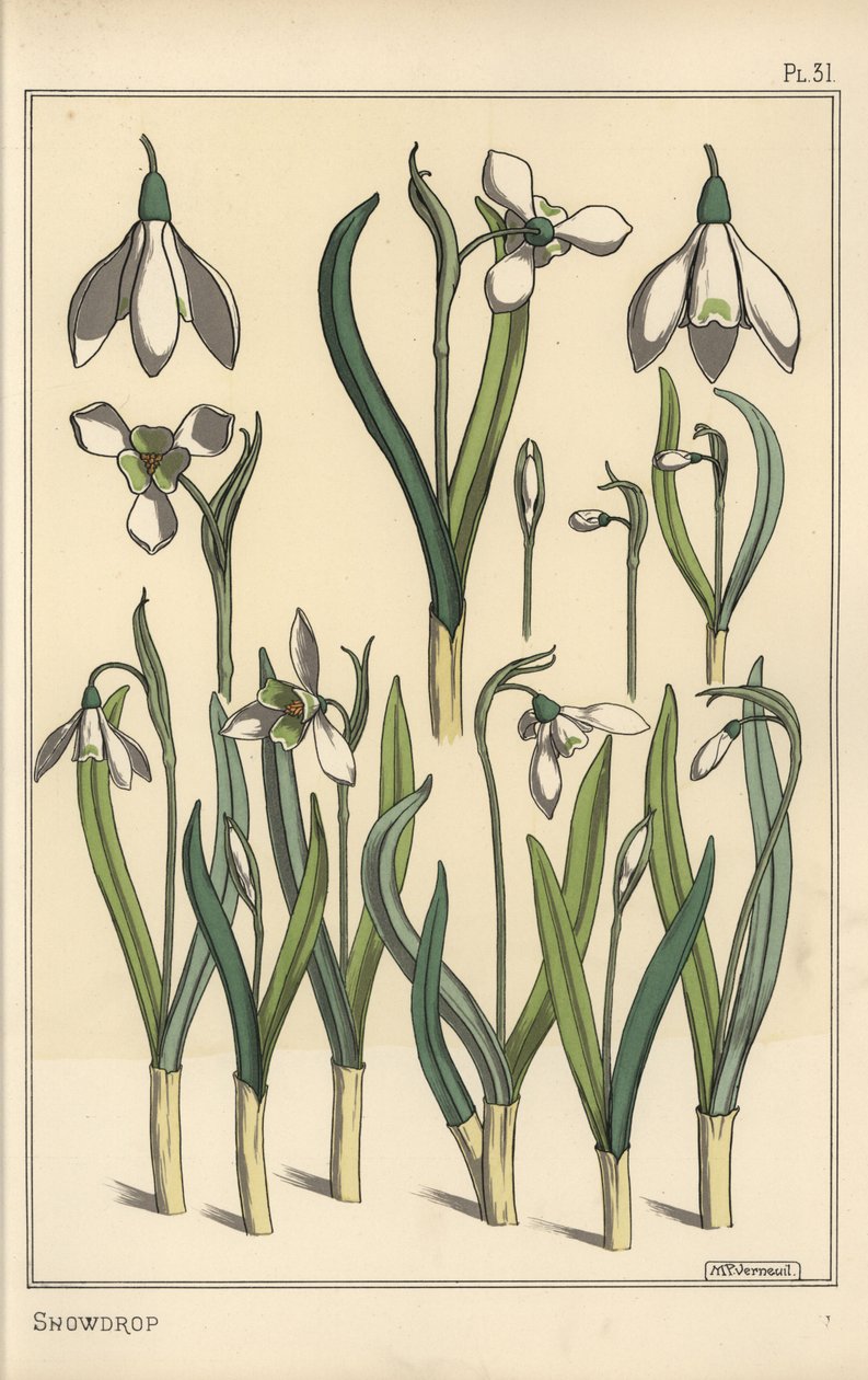 Botanisk illustration af en vintergæk, Galanthus nivalis af Eugene Grasset