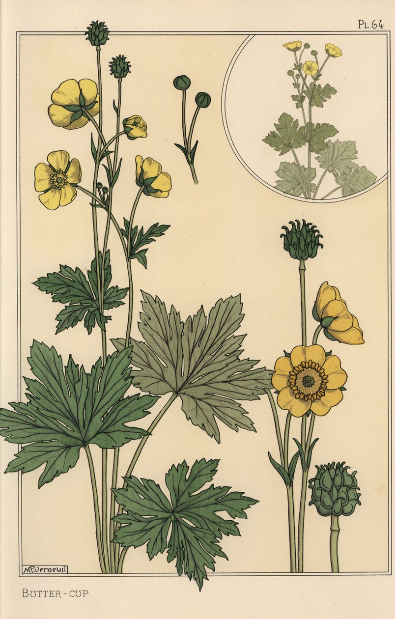 Buttercup botanisk undersøgelse af Eugene Grasset