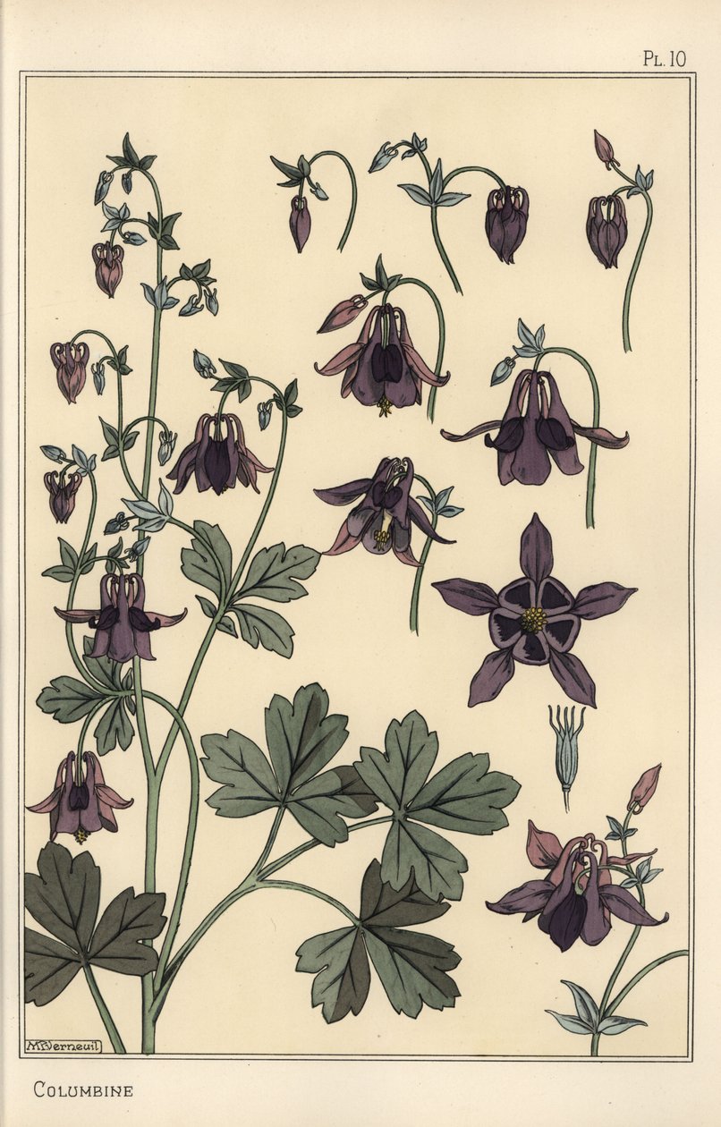 Akeleje, Aquilegia vulgaris, blomsterdele af Eugene Grasset