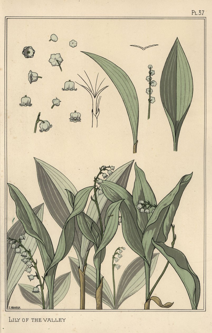Liljekonval, botanisk undersøgelse af Eugene Grasset