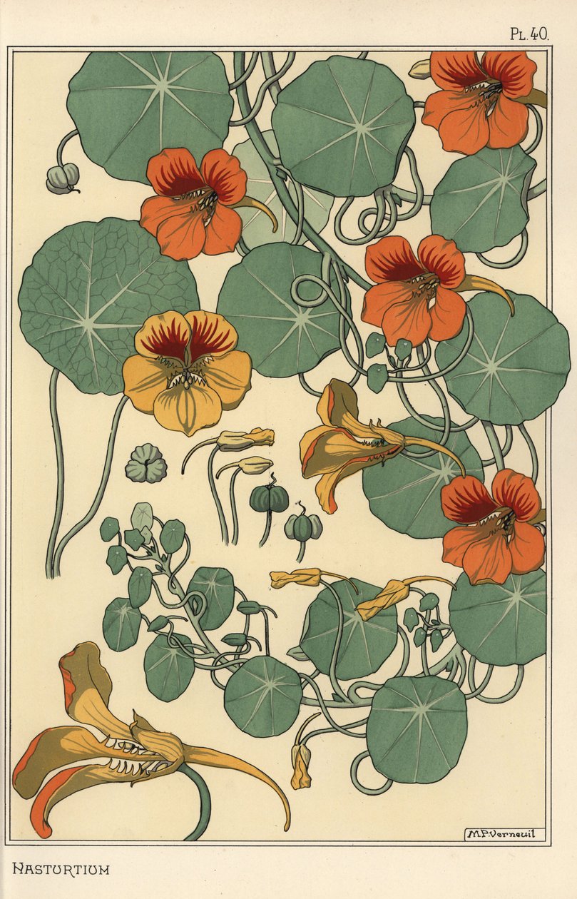 Nasturtium botanisk undersøgelse af Eugene Grasset