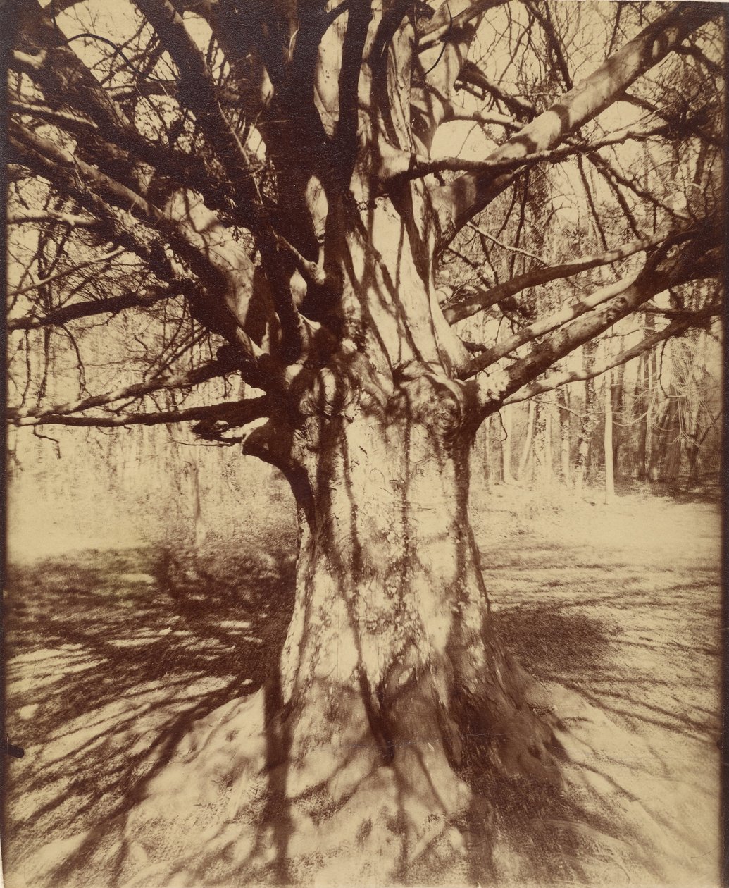Bøgetræ af Eugène Atget
