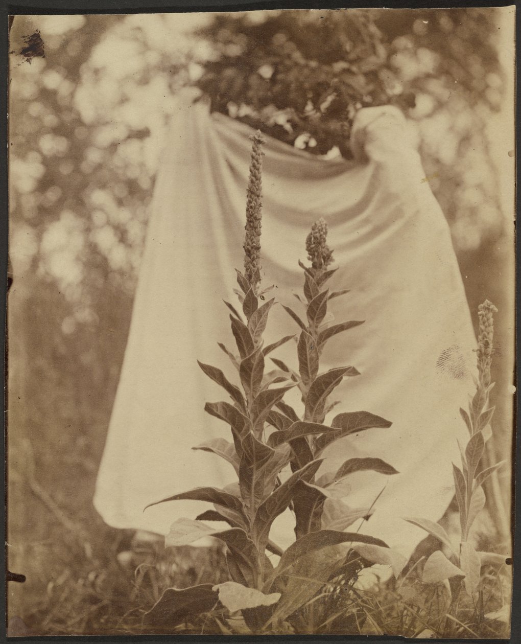 Bouillon Blanc (Mullein-planten) af Eugène Atget
