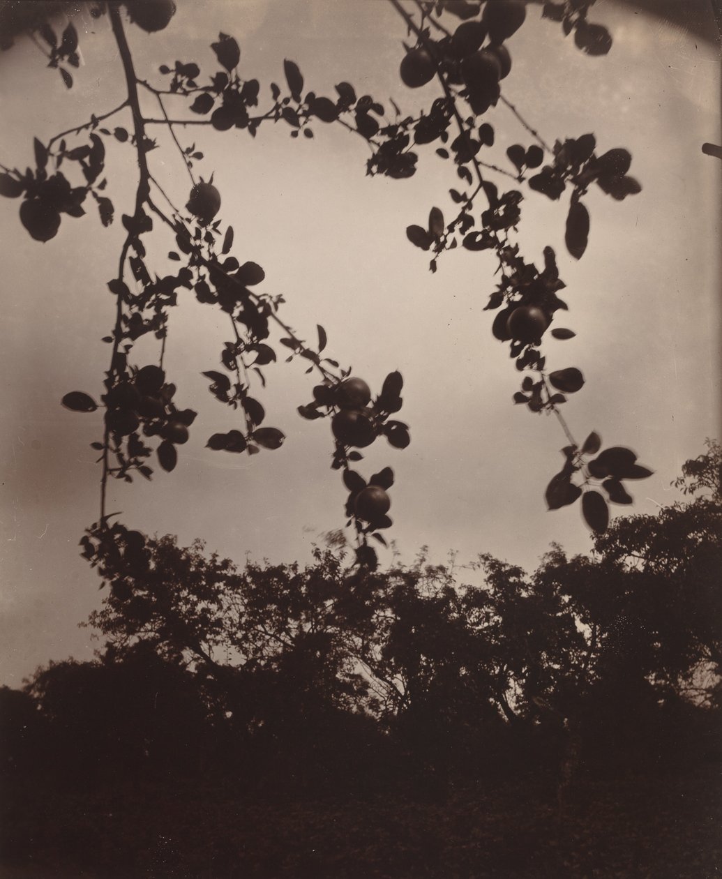 æbletræ gren af Eugène Atget