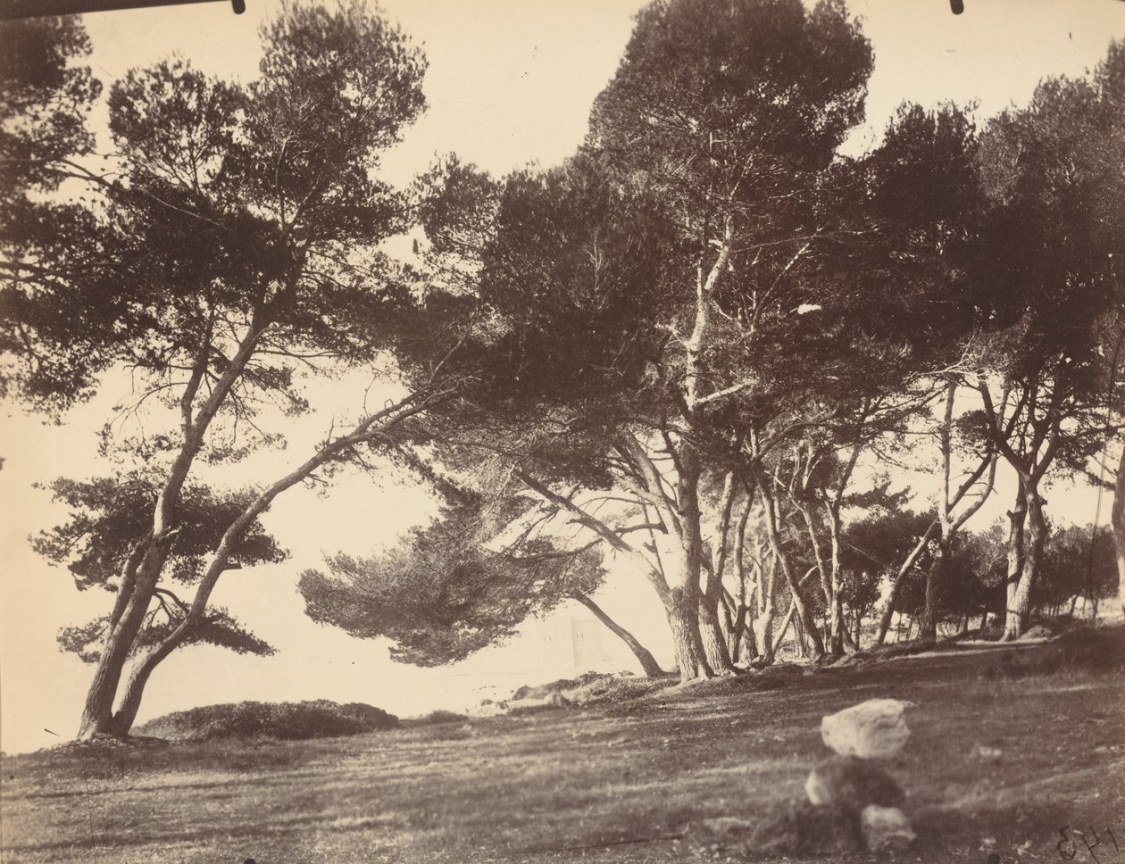 Cannes, Saint Honorat Island af Eugène Atget
