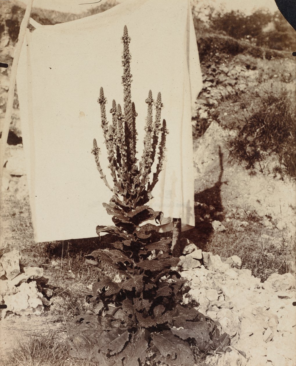 Mullein i blomst af Eugène Atget
