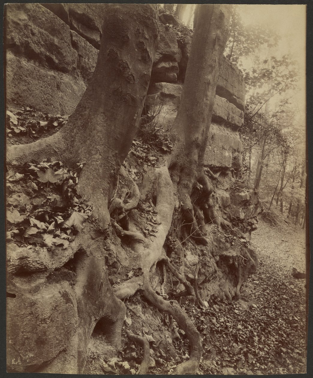 Saint-Cloud Park af Eugène Atget