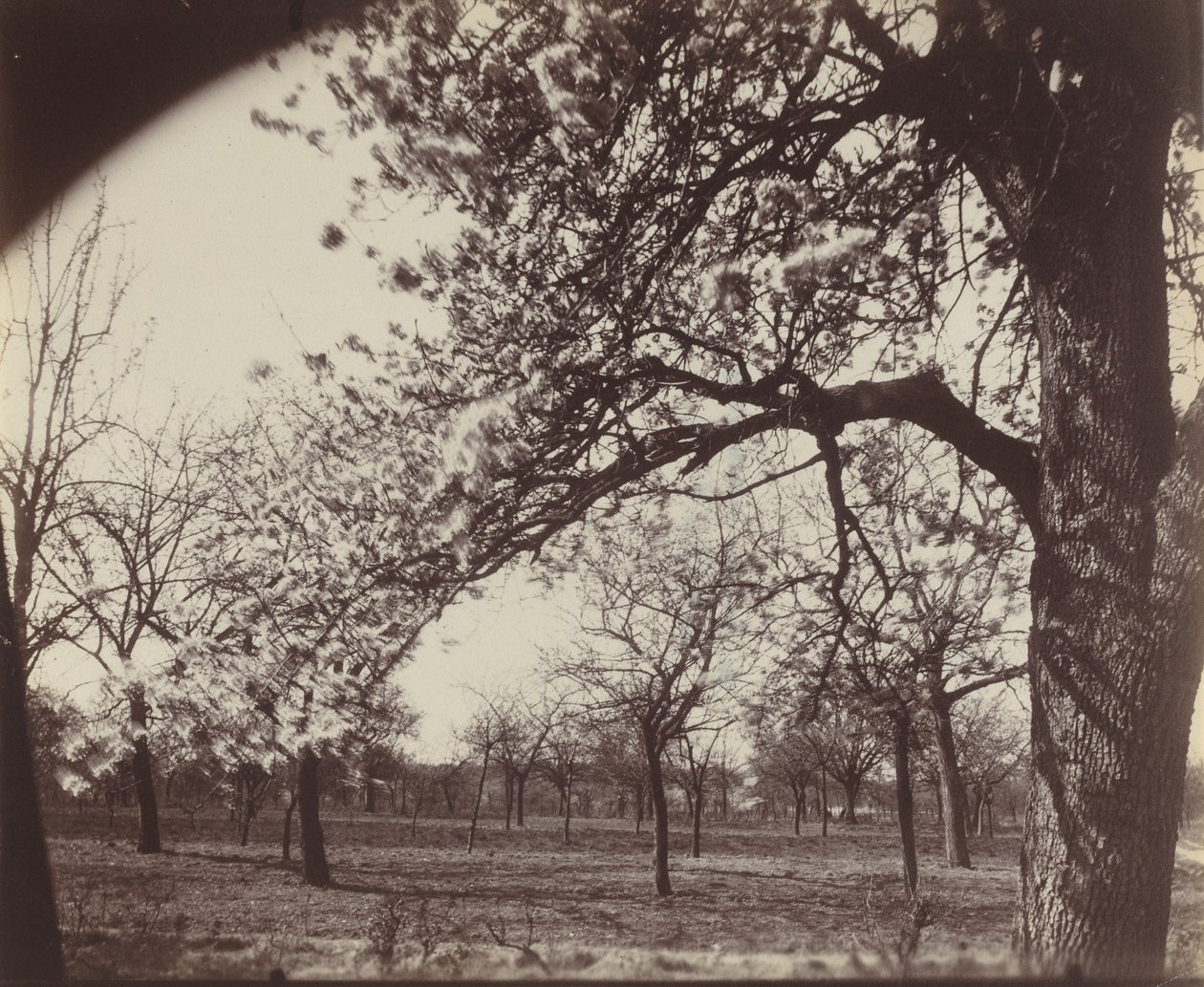 Poirier af Eugène Atget