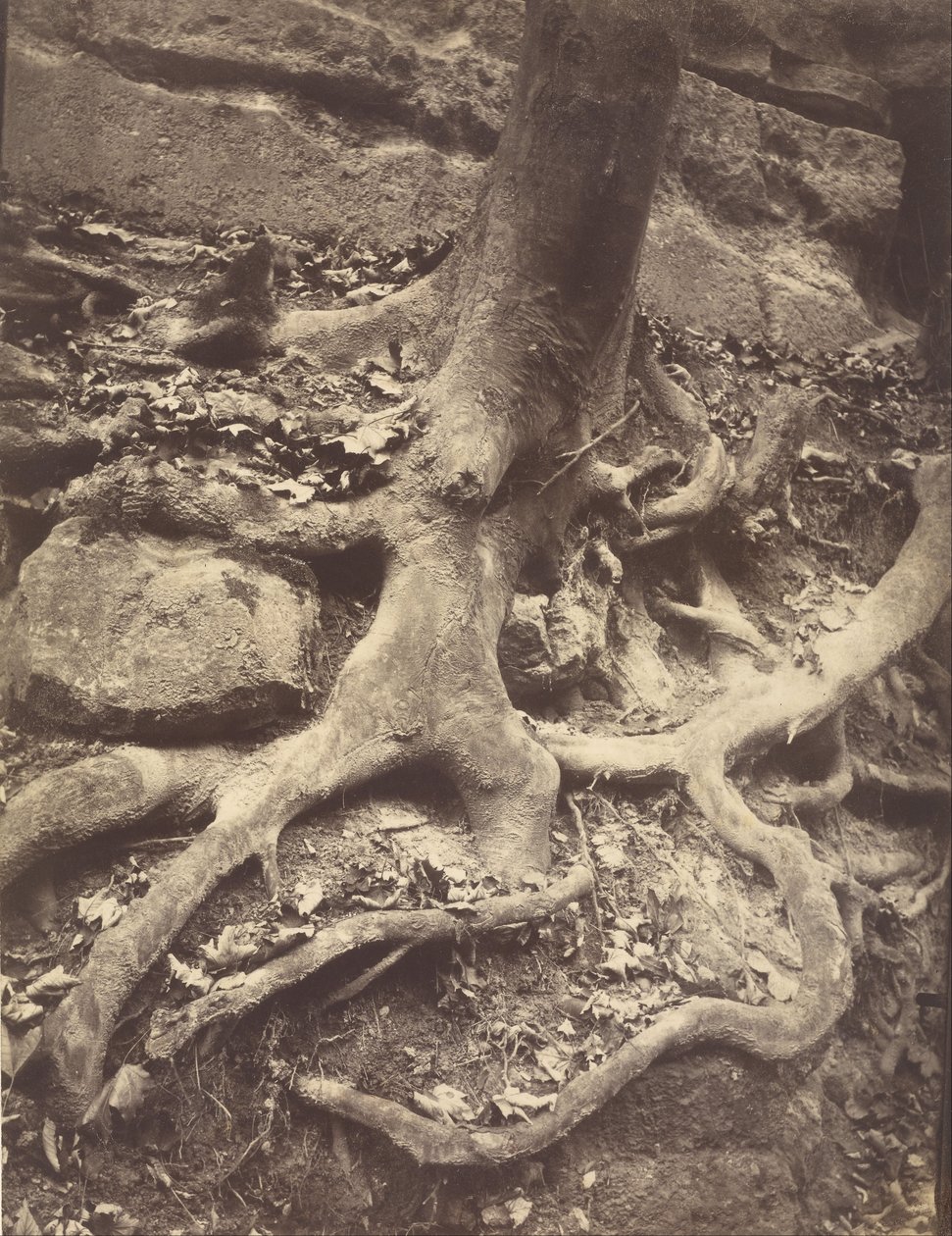 Trærødder, Saint-Cloud af Eugène Atget