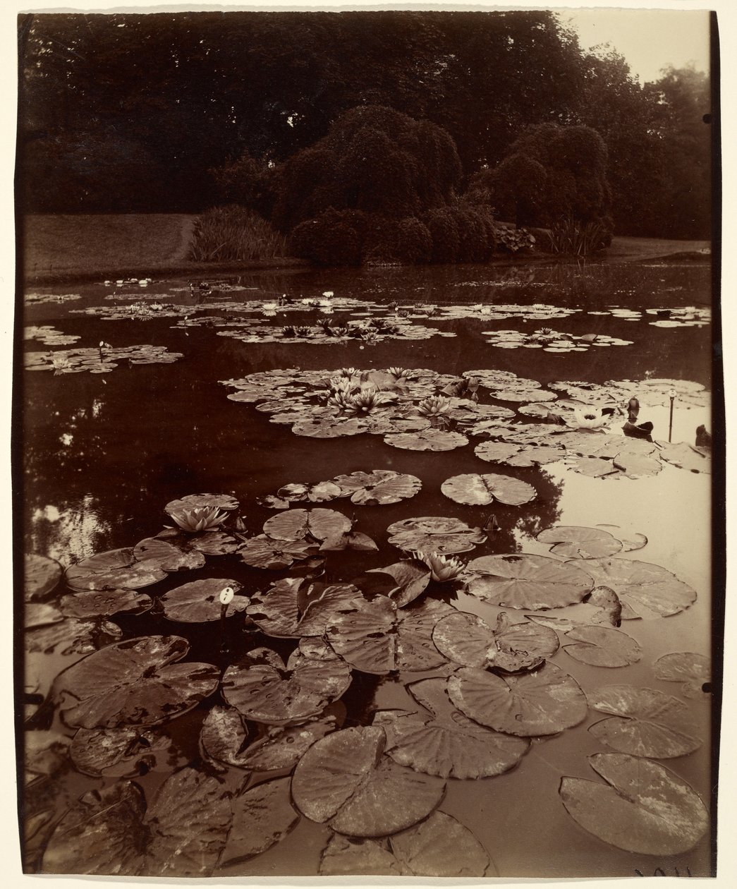 [Vandliljer] af Eugène Atget