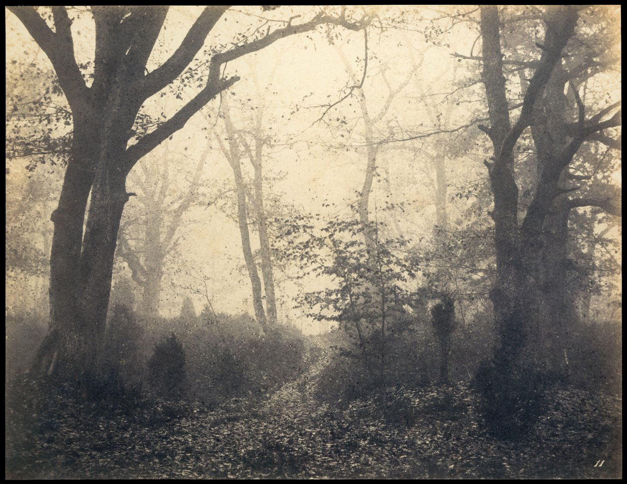 Fontainebleau. Skov ved Barbizon, ca 1860. af Eugène Cuvelier