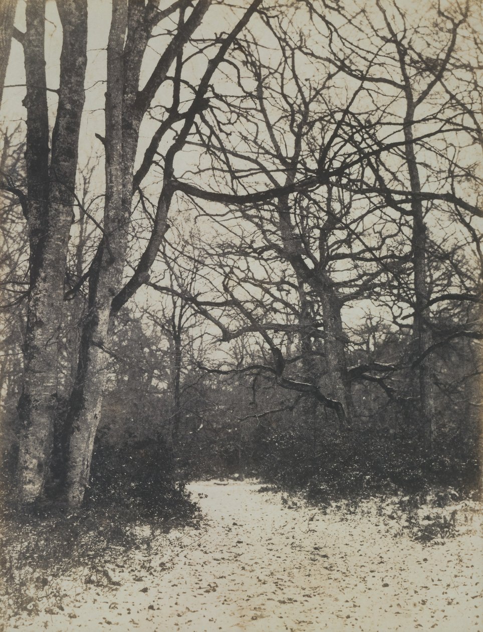 [Fontainebleau Skov], ca. 1860. af Eugène Cuvelier