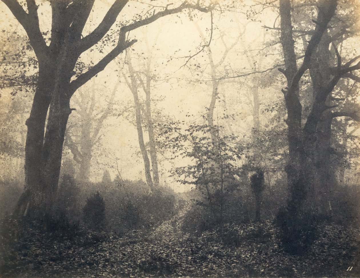 [Fontainebleau Forest], begyndelsen af 1860