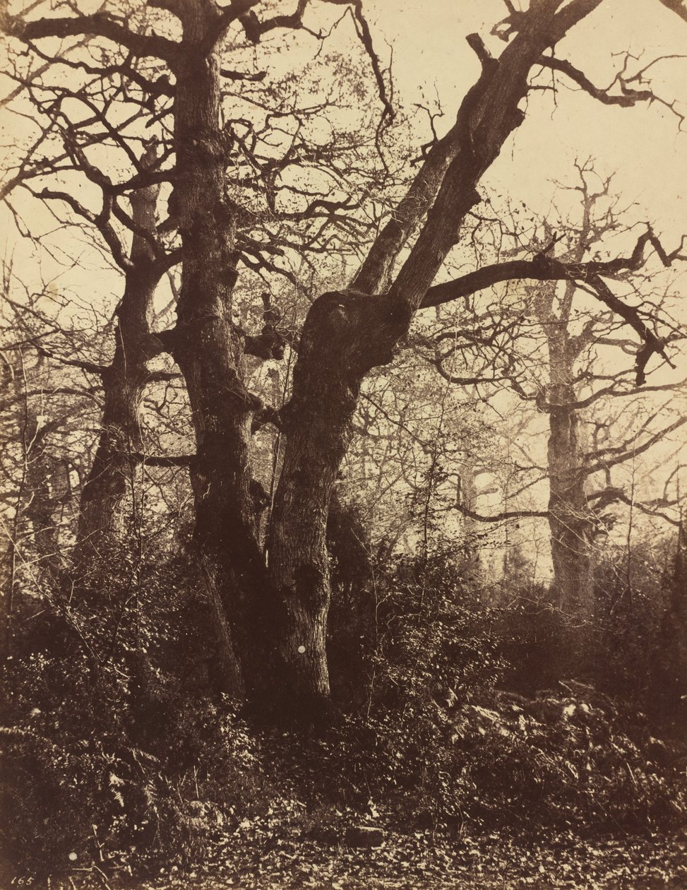 Træstudie, Fontainebleau af Eugène Cuvelier