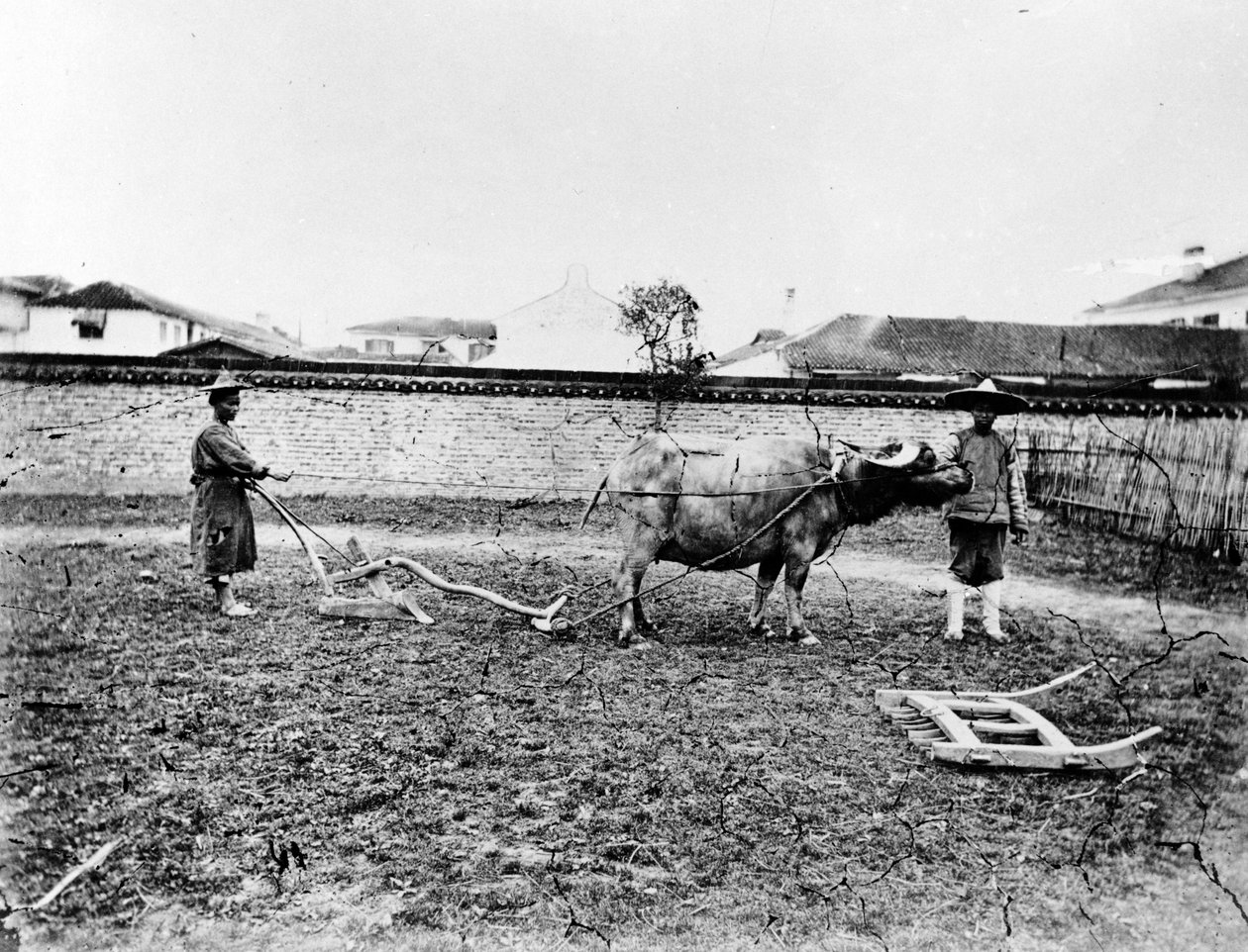 Kinesiske bønder, der bruger okser til at pløje deres mark, ca. 1865 af European Photographer