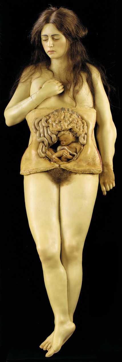 Anatomical model of an ovarian pregnancydani af European School
