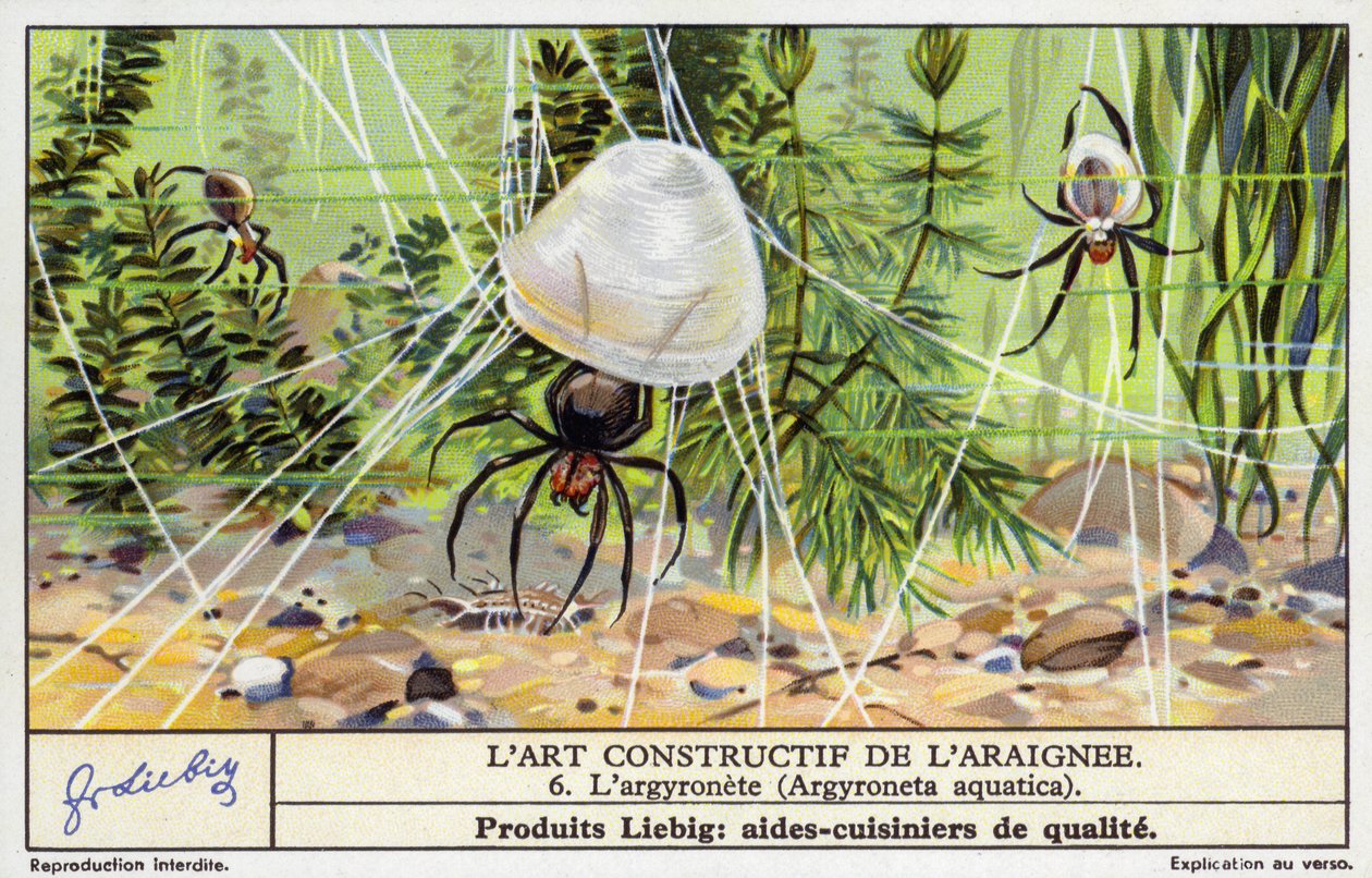 Dykkerklokke-edderkop (Argyroneta aquatica) (chromolitho) af European School
