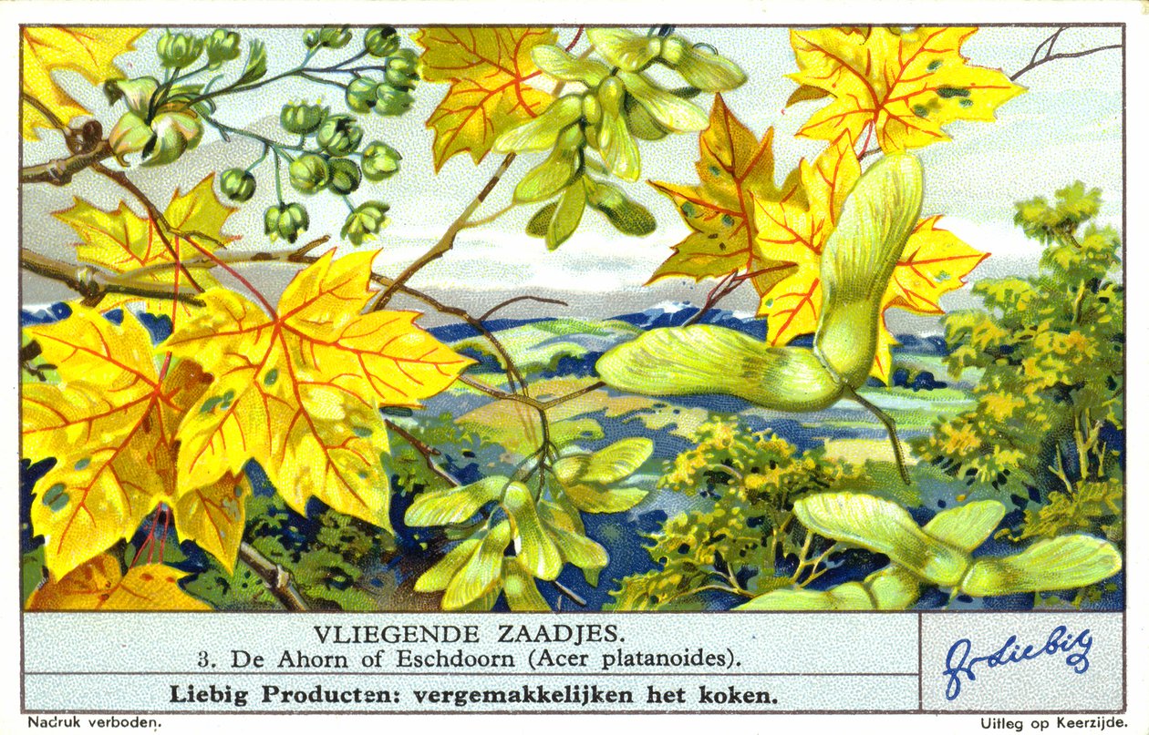 Spidsløn (Acer platanoides) (chromolitho) af European School
