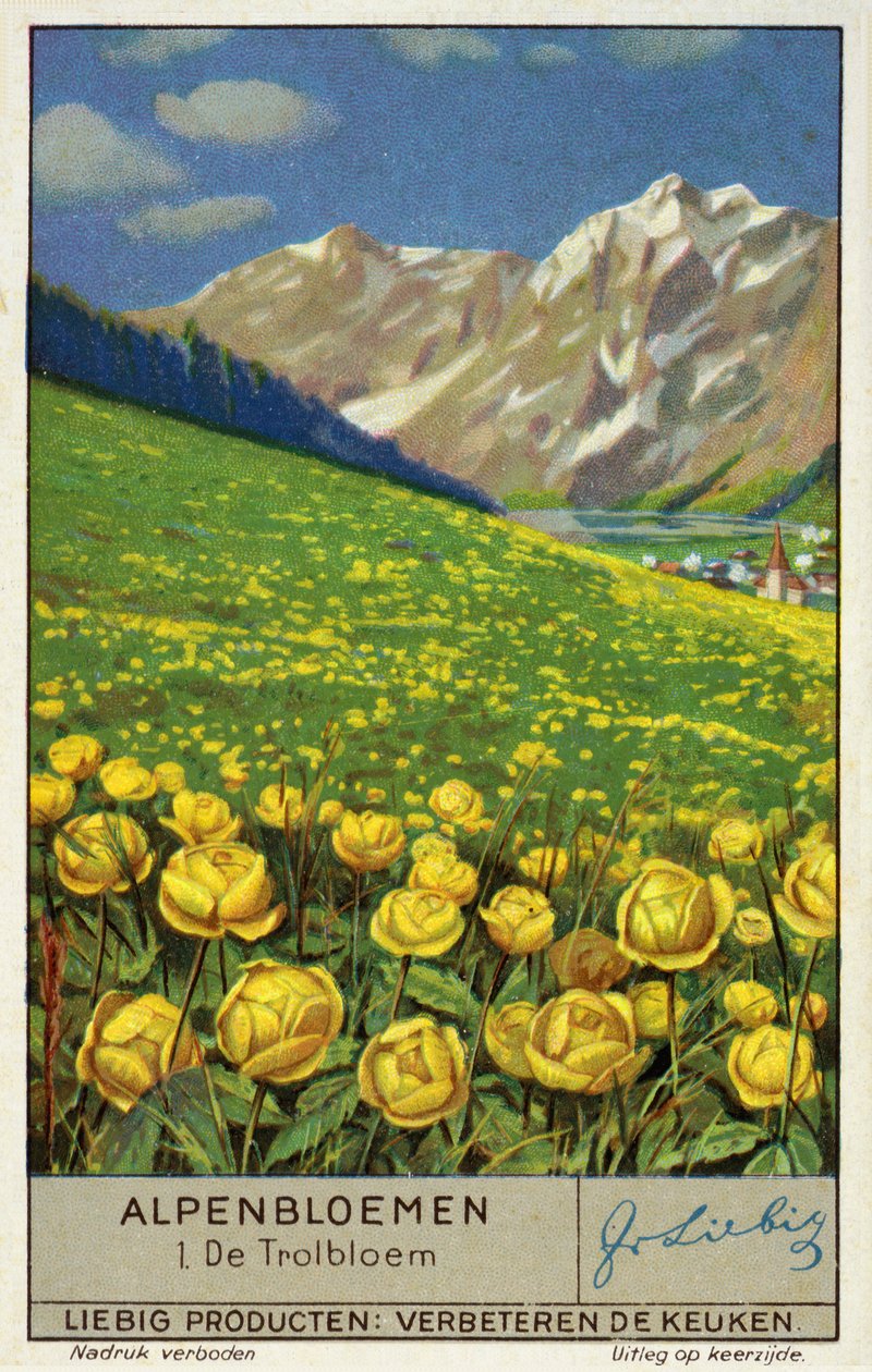 Trollius (kugleblomst) (chromolitho) af European School