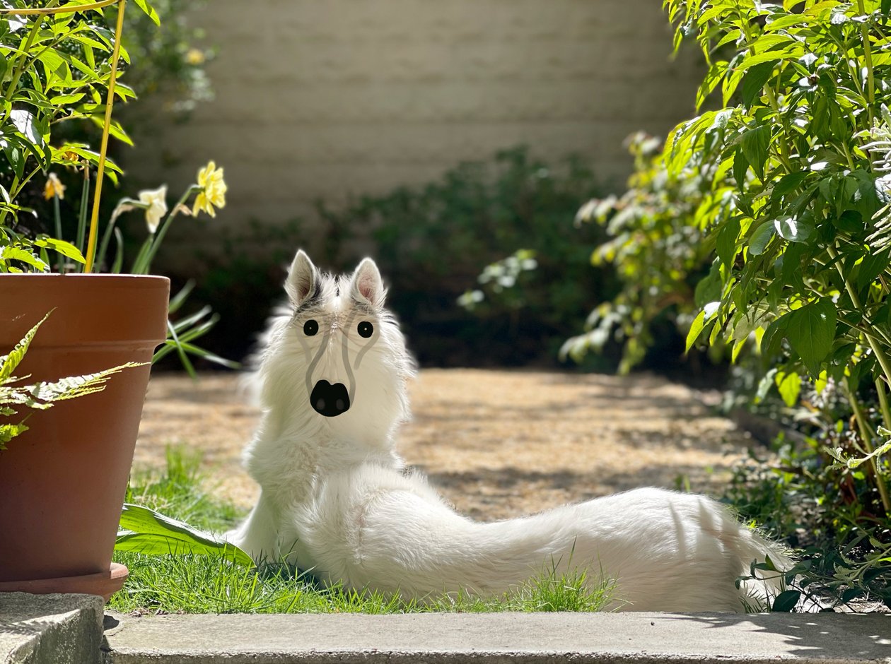 Backwards Dog Brooklyn (digital kunst) af Evan Sklar