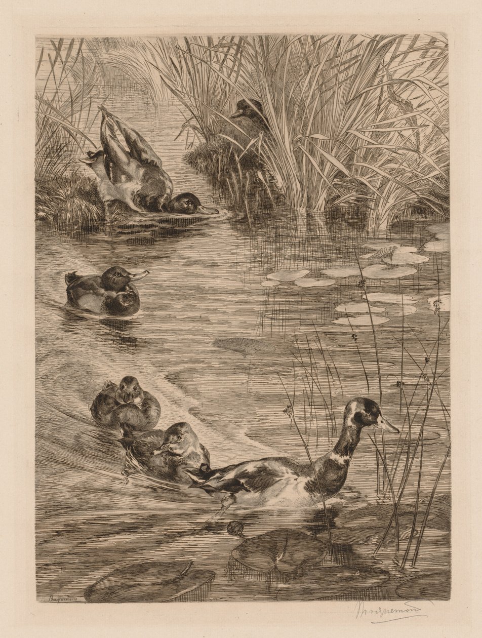 Ænder i leg, ca. 1870. af Felix Bracquemond