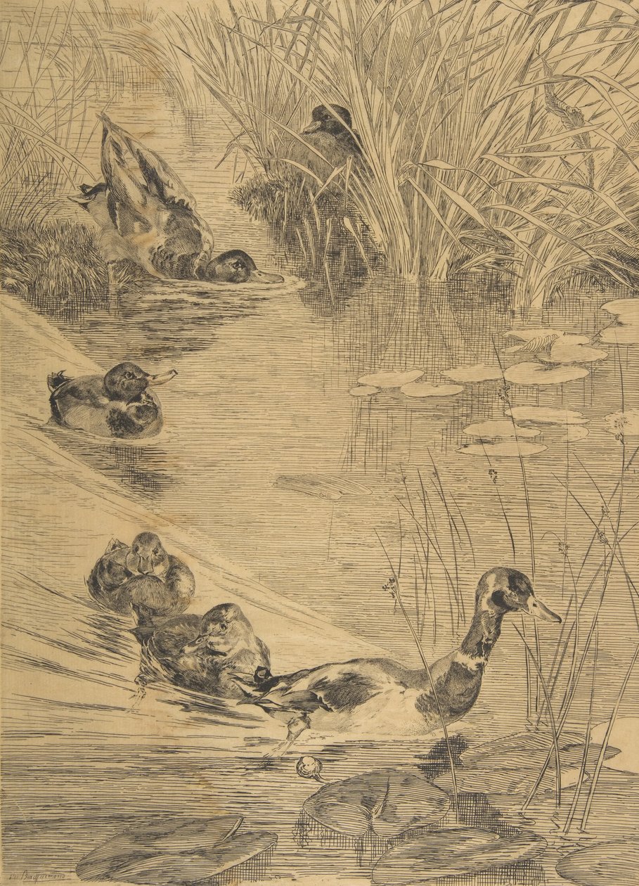And Frolic, 1850-1914. af Felix Bracquemond