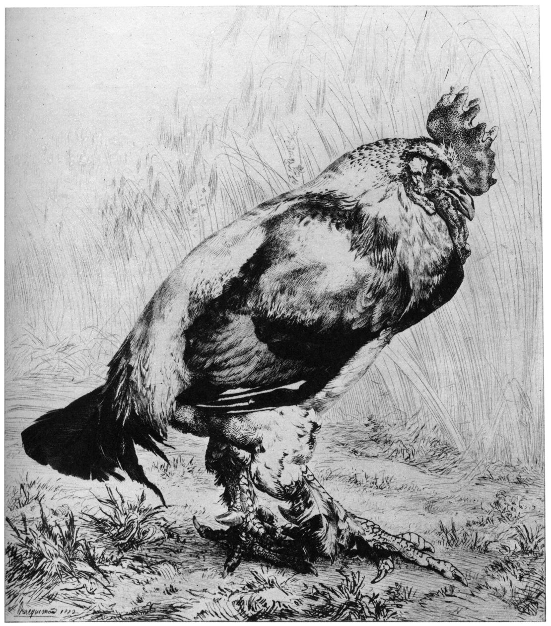 Hanen, c1850-1910, 1924. af Felix Bracquemond