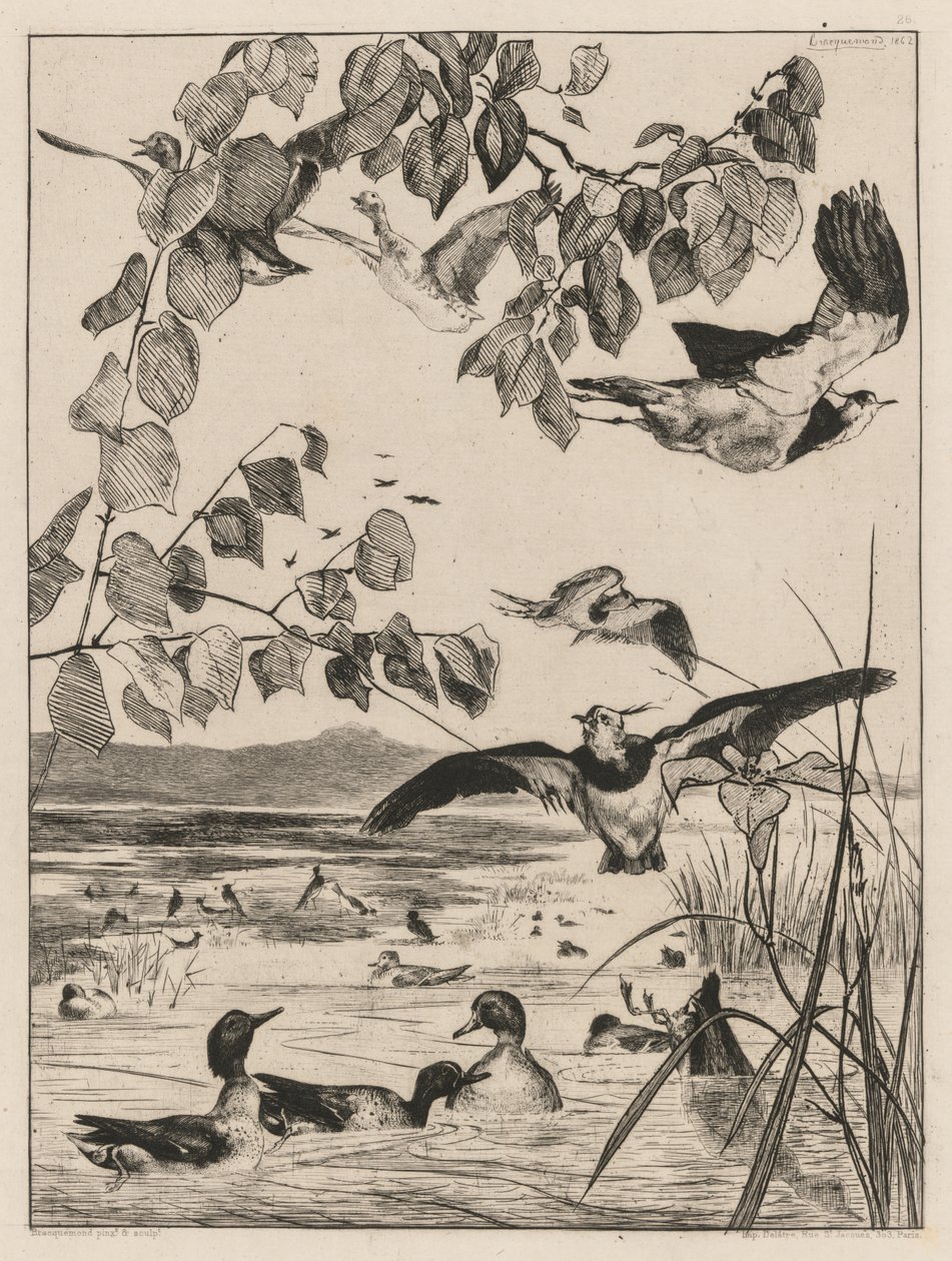 Viber og krikand, 1862. af Felix Bracquemond