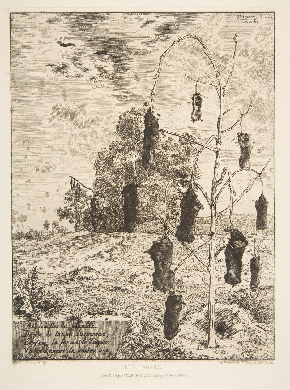 Muldvarpene, 1854. af Felix Bracquemond