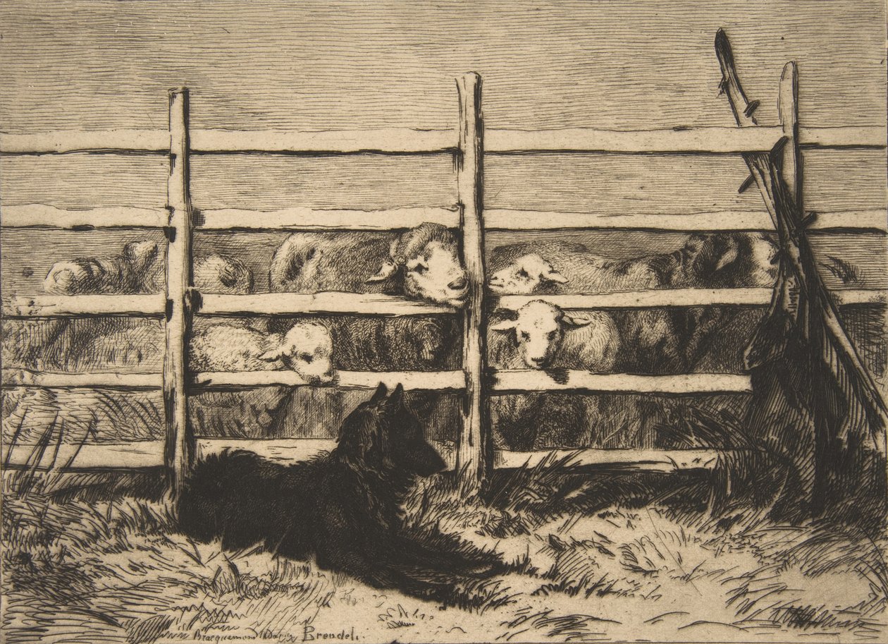 Hyrdede får, 1856. af Felix Bracquemond