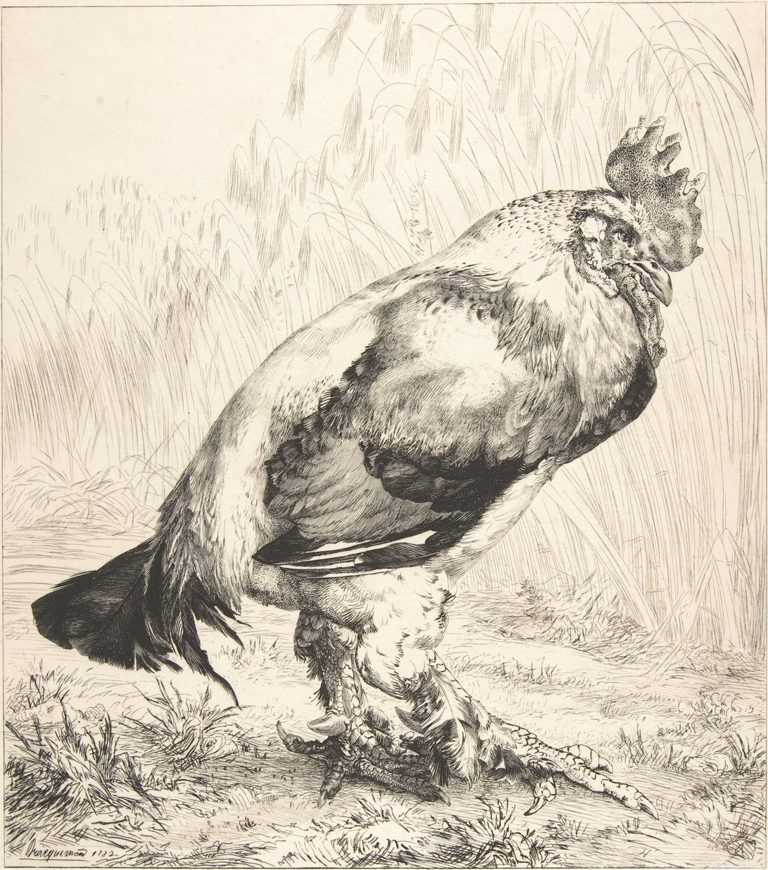 Den gamle hane, 1882. af Felix Bracquemond
