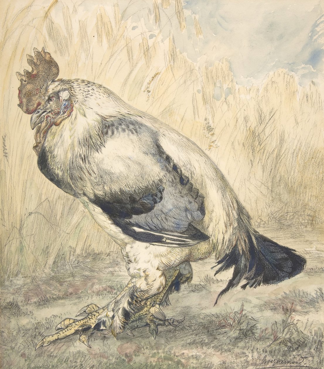 Den gamle hane, ca. 1882. af Felix Bracquemond