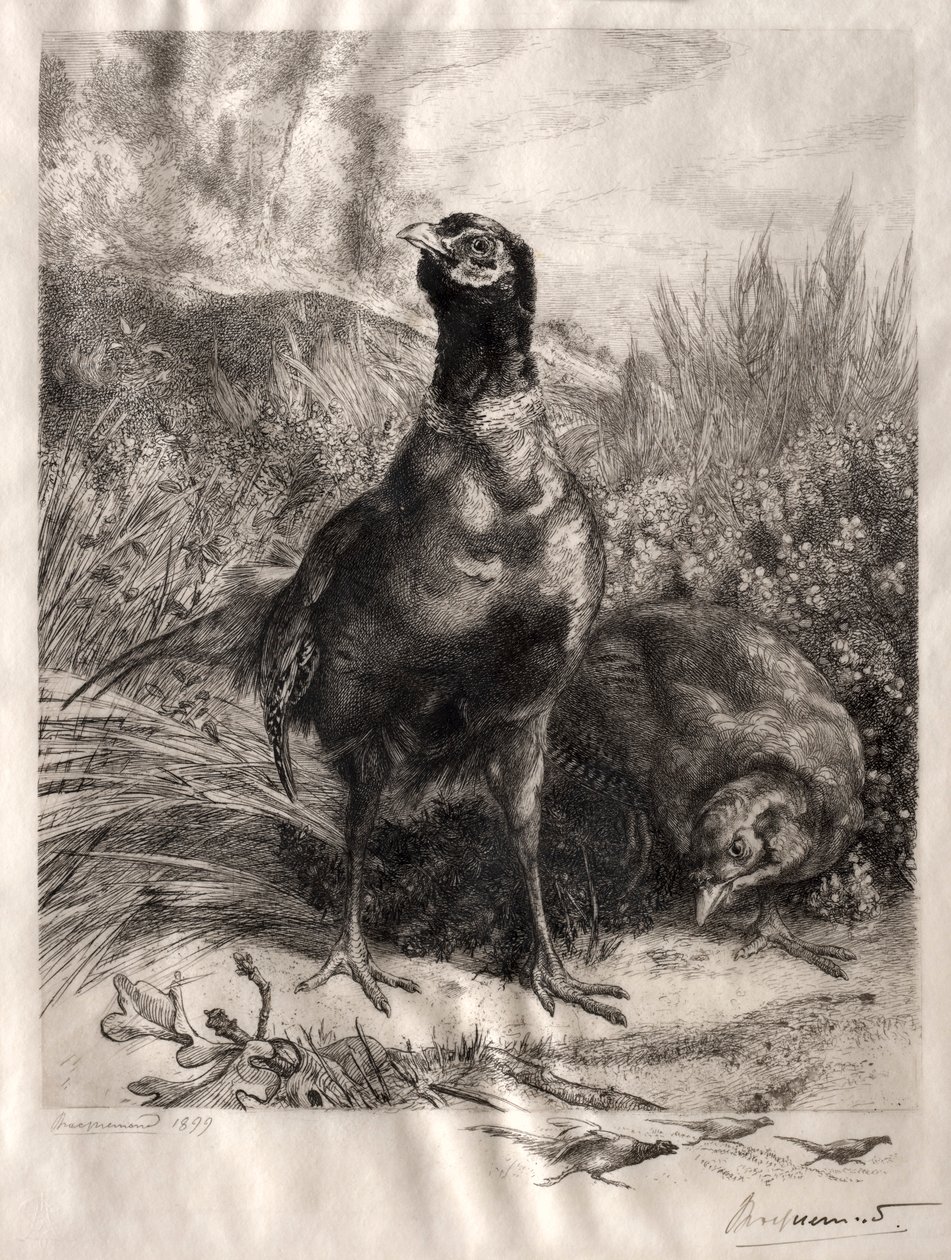 Fasanerne, 1899. af Felix Bracquemond