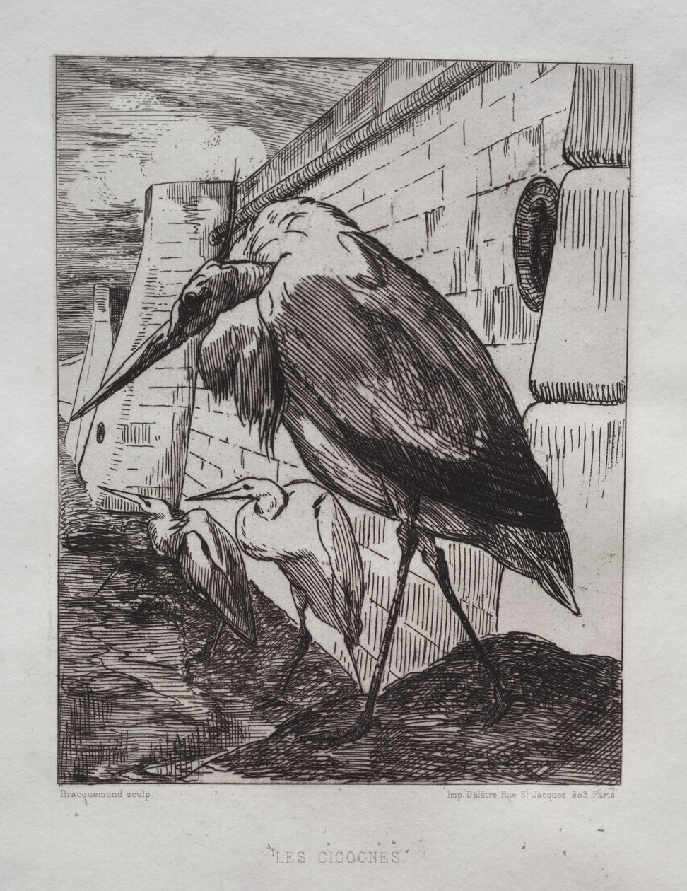 Storkene, 1865. af Felix Bracquemond