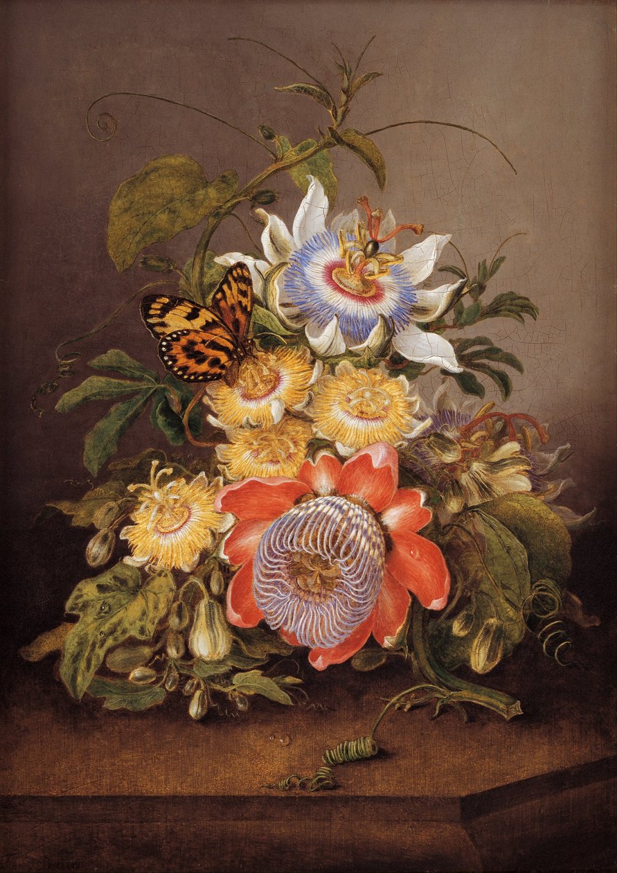 Passionsblomster af Ferdinand Bauer