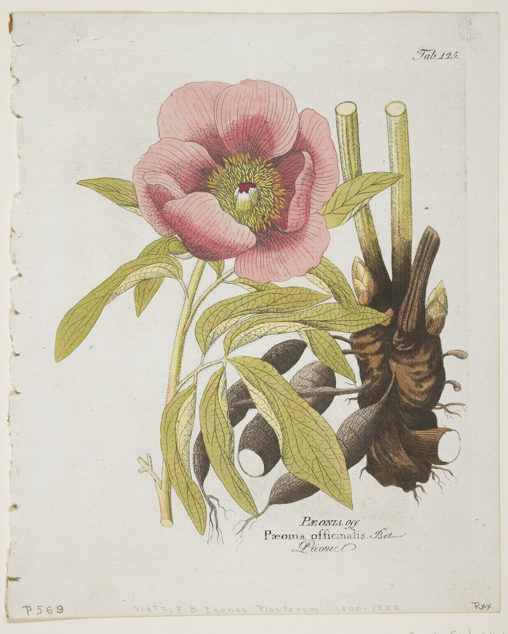 Paeonii, fra Icons of Plants from Medico-Economic-Technology with their fruit and use description, 1804 (håndfarvet gravering) af Ferdinand Bernhard Vietz