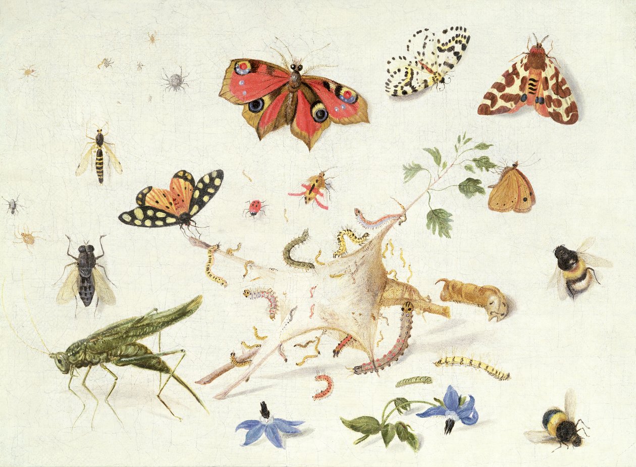 Undersøgelse af insekter og blomster (olie) af Ferdinand van Kessel