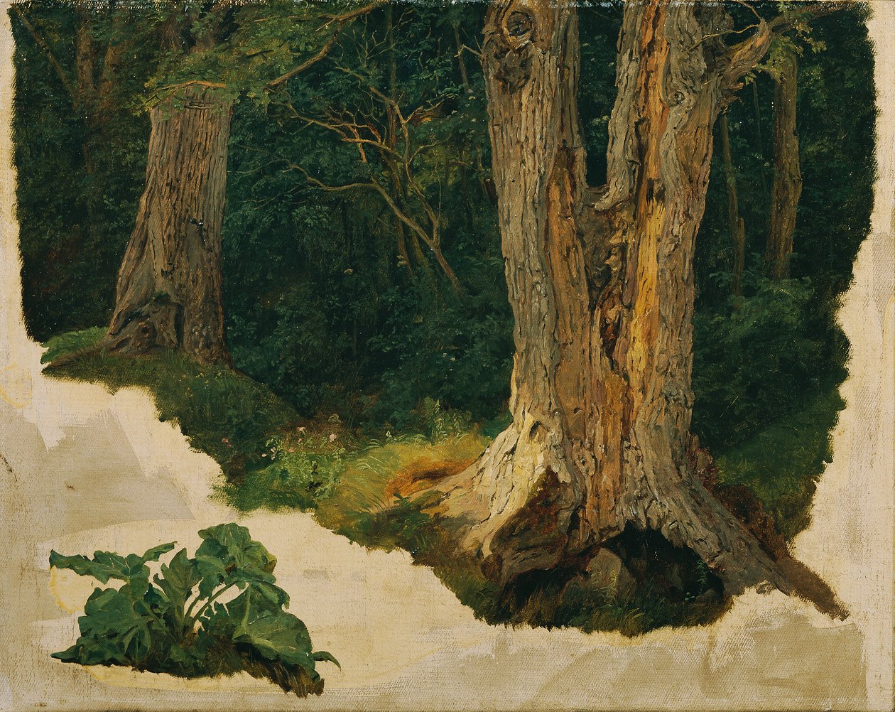 træ undersøgelse af Ferdinand Georg Waldmuller